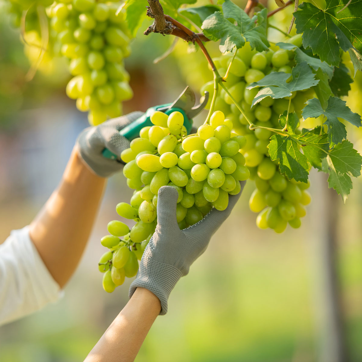 vendita-uva-seedless-di-qualita