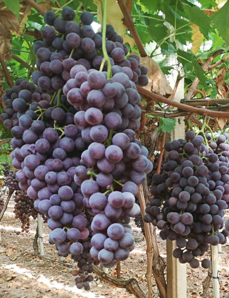 Uva seedless apulia