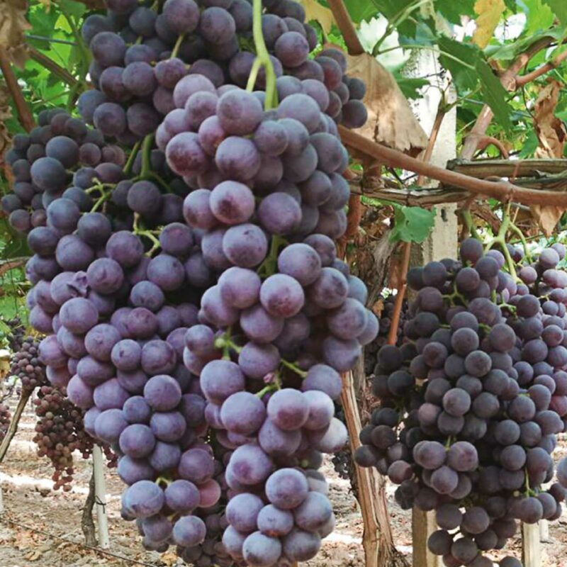 Uva seedless apulia