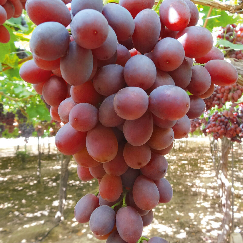 Uva seedless timco