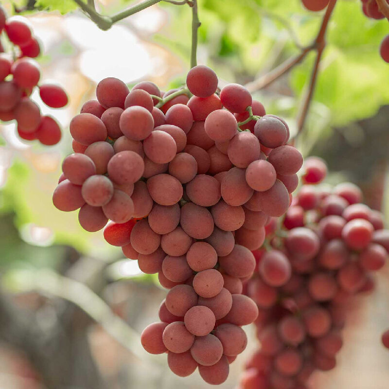 Uva seedless sweet-celebration